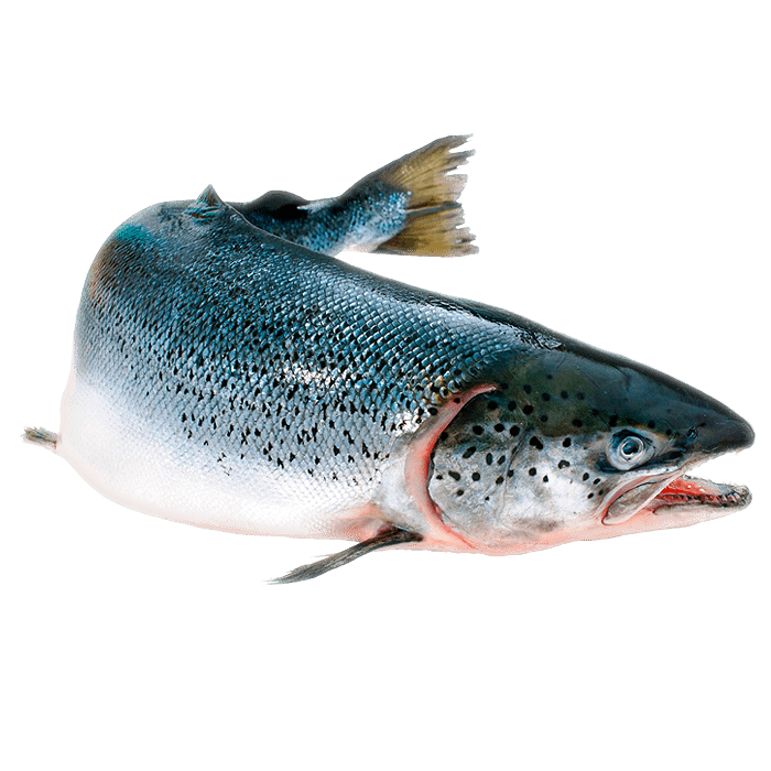 Доставка охлажденной рыбы