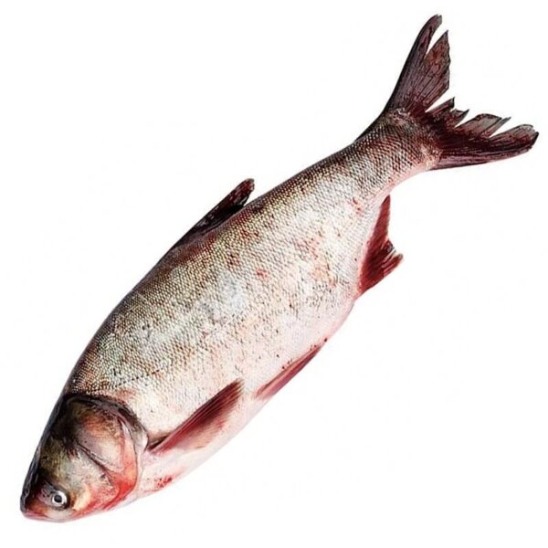 Толстолобик рыба купить живой в рыбном интернет-магазине с доставкой на дом.