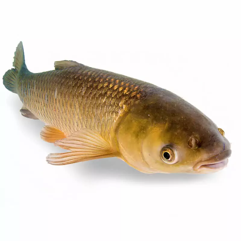 Купить рыбу белый амур с доставкой