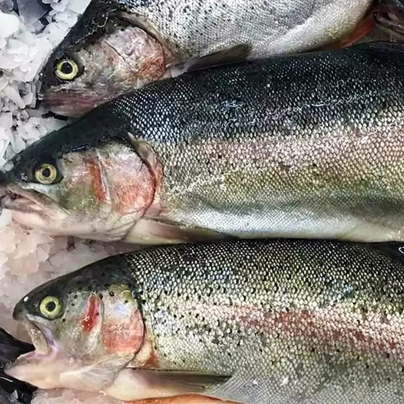 Купить крупную Мурманскую форель с доставкой недорого