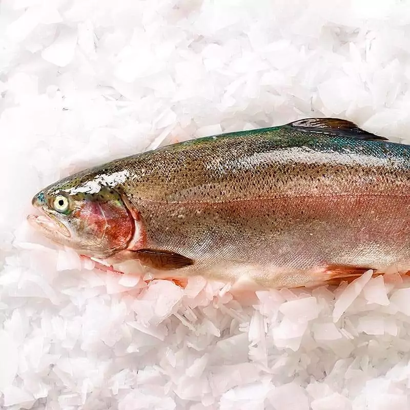 Продажа крупной форели