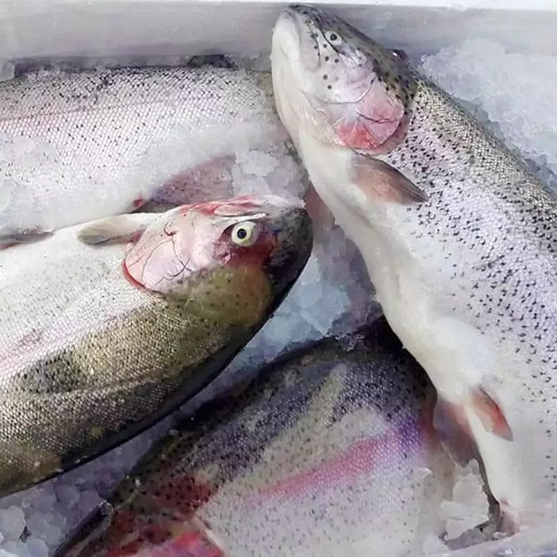 Сколько стоит радужная форель с доставкой