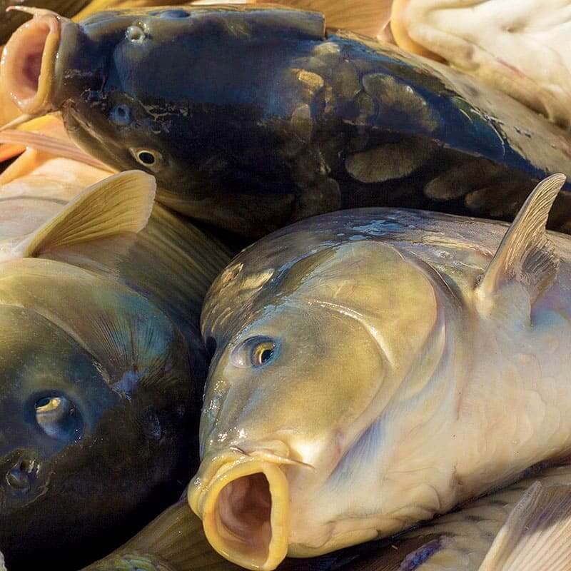 Карп: любимая рыба рыболовов или спорная деликатесность?