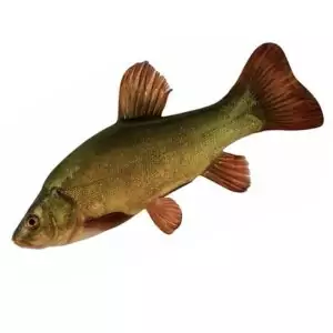 Линь охлажденный купить с доставкой на дом в интернет-магазине