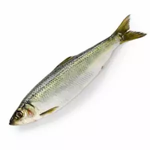 Купить сельдь охлажденную с доставкой на дом в интернет магазине