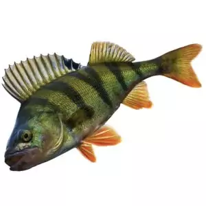 Купить речного окуня в интернет магазине с доставкой на дом