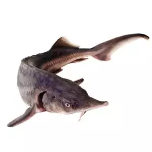 Осетр охлажденный купить в интернет магазине с доставкой