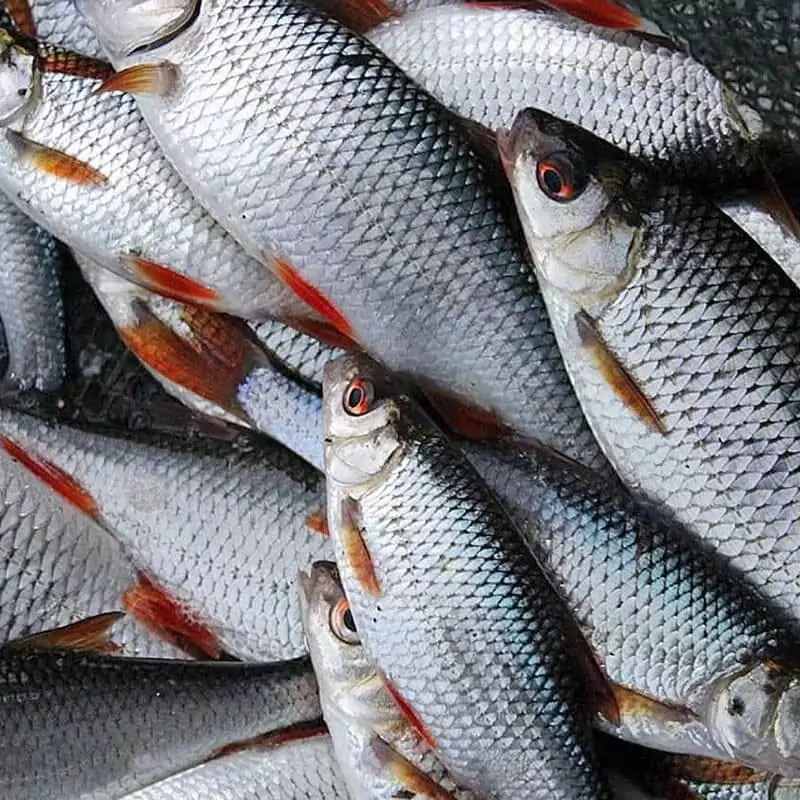 Где купить свежую плотву