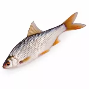 Купить плотву охлажденную в интернет-магазине с доставкой