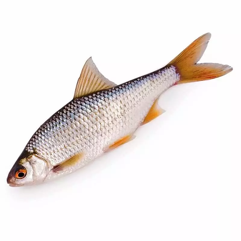 Купить плотву охлажденную в интернет-магазине с доставкой