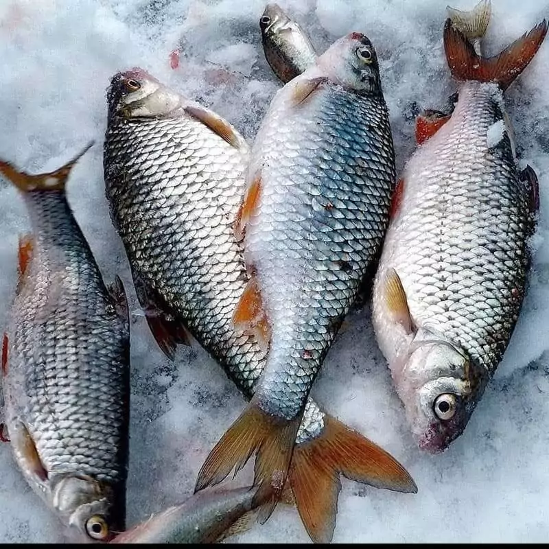 Свежая плотва плотва цена за 1 кг в интернет магазине