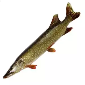 Купить охлажденную щуку в интернет-магазине с доставкой на дом