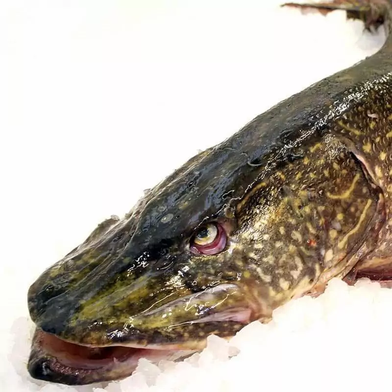 Сколько стоит охлажденная свежая щука