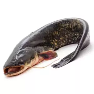 Купить сома охлажденного недорого с доставкой на дом в интернет магазине