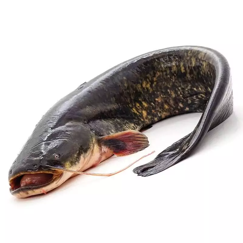 Купить сома охлажденного недорого с доставкой на дом в интернет магазине