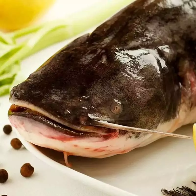 Сом свежий цена за 1 кг с доставкой