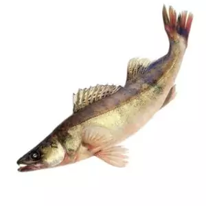 Купить охлажденного судака в интернет-магазине с доставкой на дом