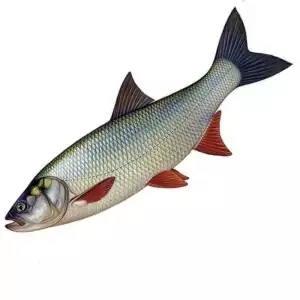 Купить охлажденного свежего жериха с доставкой на дом