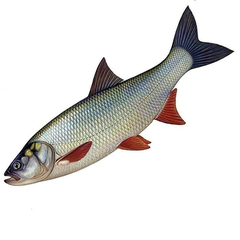 Все о рыбе жерех: особенности, способы приготовления и польза для здоровья