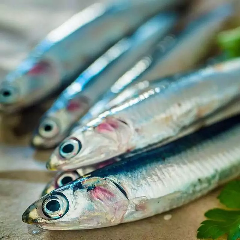 Свежайшая малосолена хамса