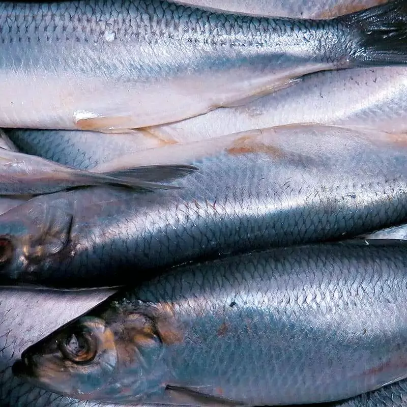 Сельдь атлантическая 500+цена