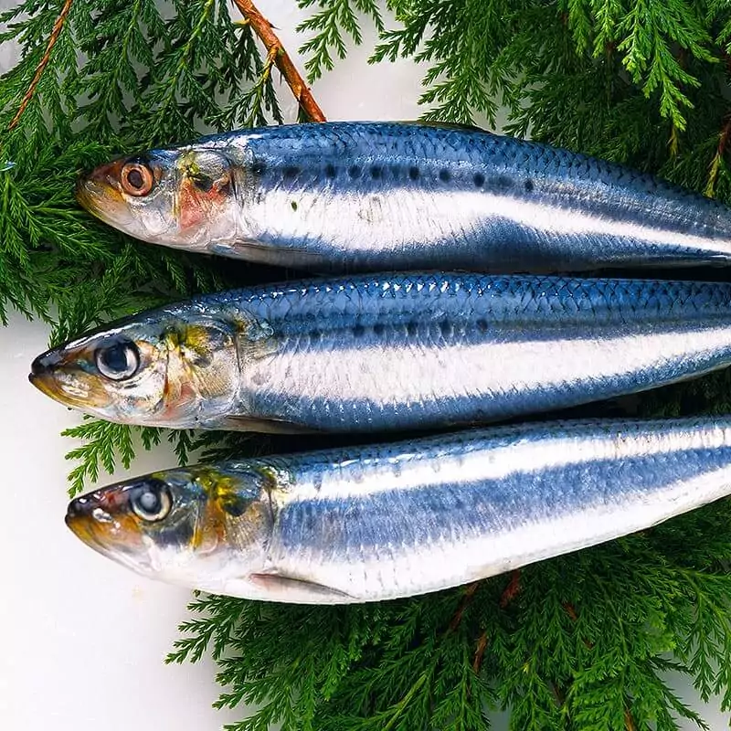 Сельдь иваси соленая цена