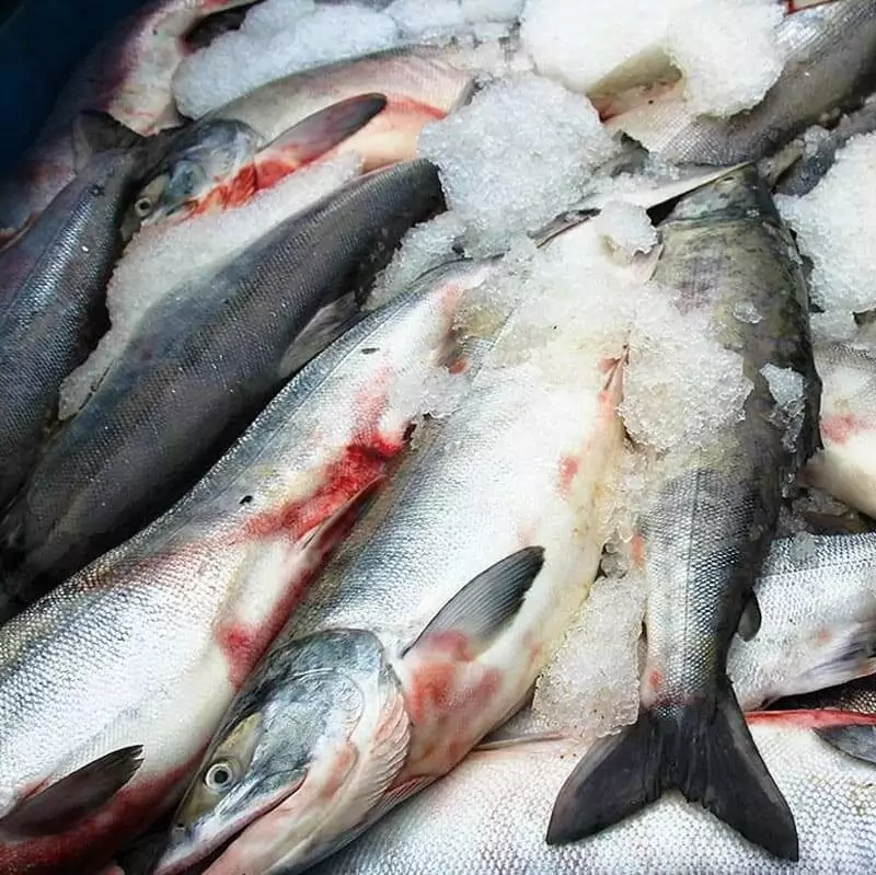 Стоимость замороженной горбуши