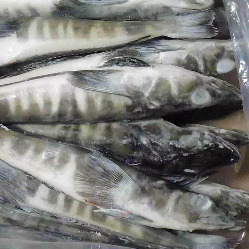 Купит ледяную рыбу штучной заморозки на корабле