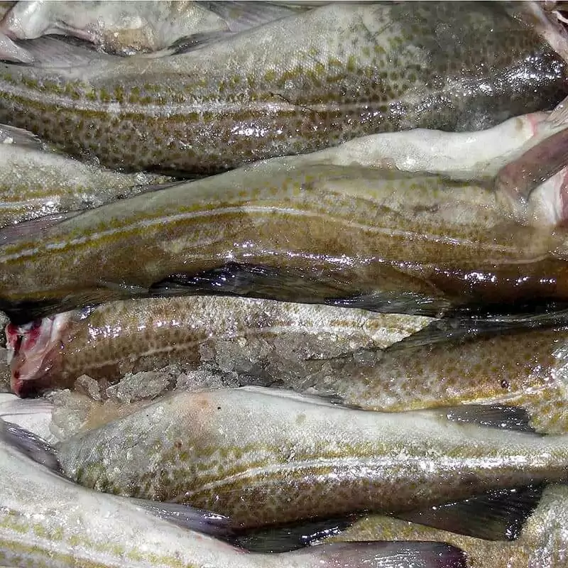 Цена замороженной пикши за 1 кг.