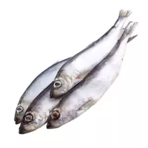 Купить свежемороженую салаку