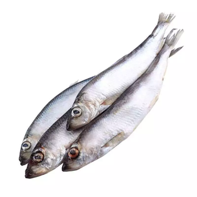 Купить свежемороженую салаку