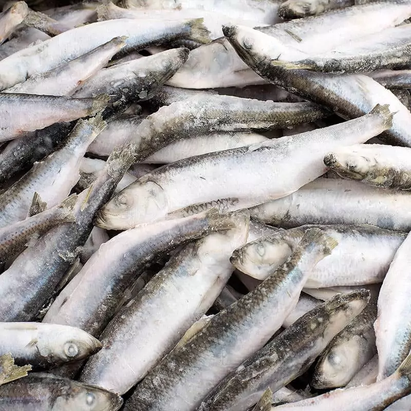 Салака свежемороженая цена за 1 кг.