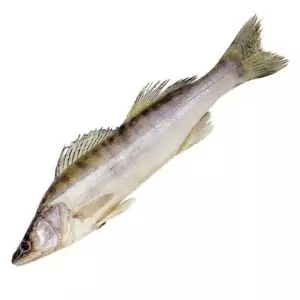 Купить судака свежемороженого