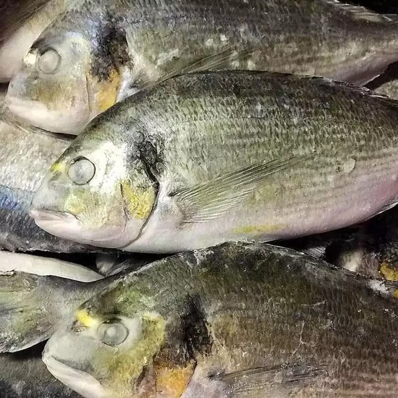 Рыба дорадо цена за 1 кг Москва