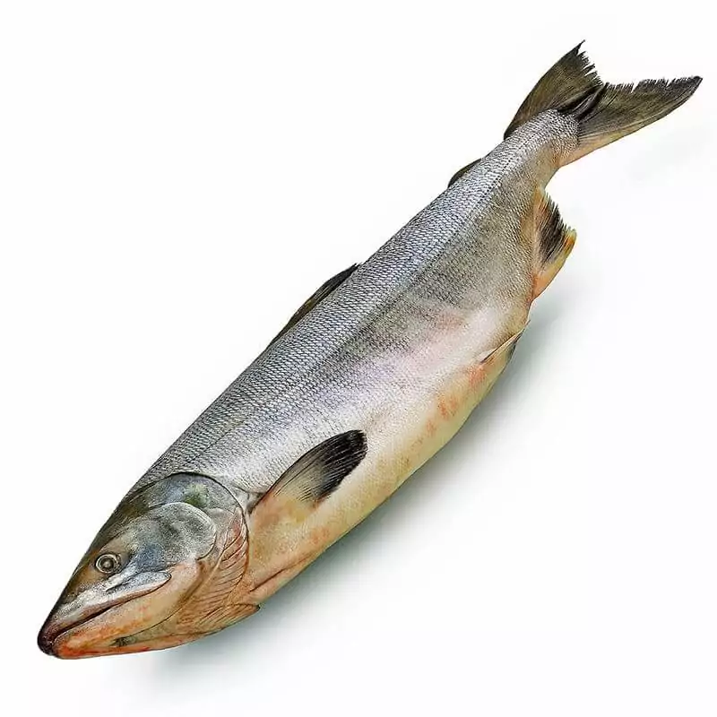 Голец свежемороженый купить в интернет магазине