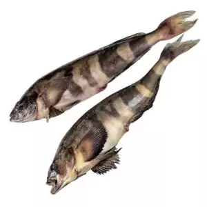 Терпуг замороженный купить