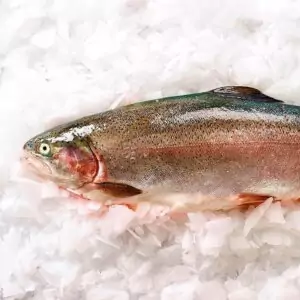 Продажа крупной форели