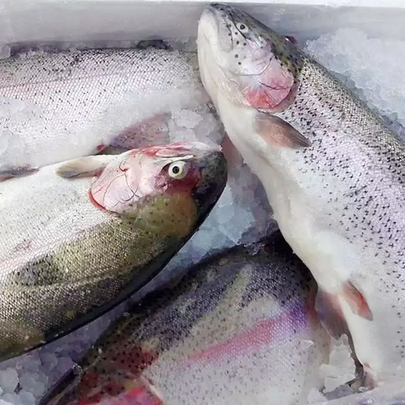 Сколько стоит радужная форель с доставкой