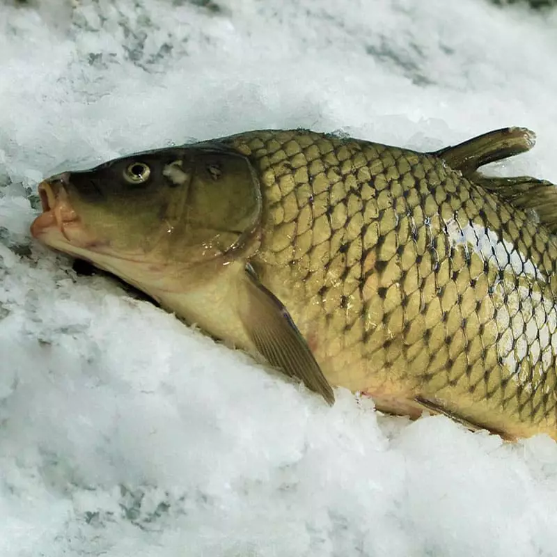 Карп охлажденный цена за 1 кг в интернет-магазине