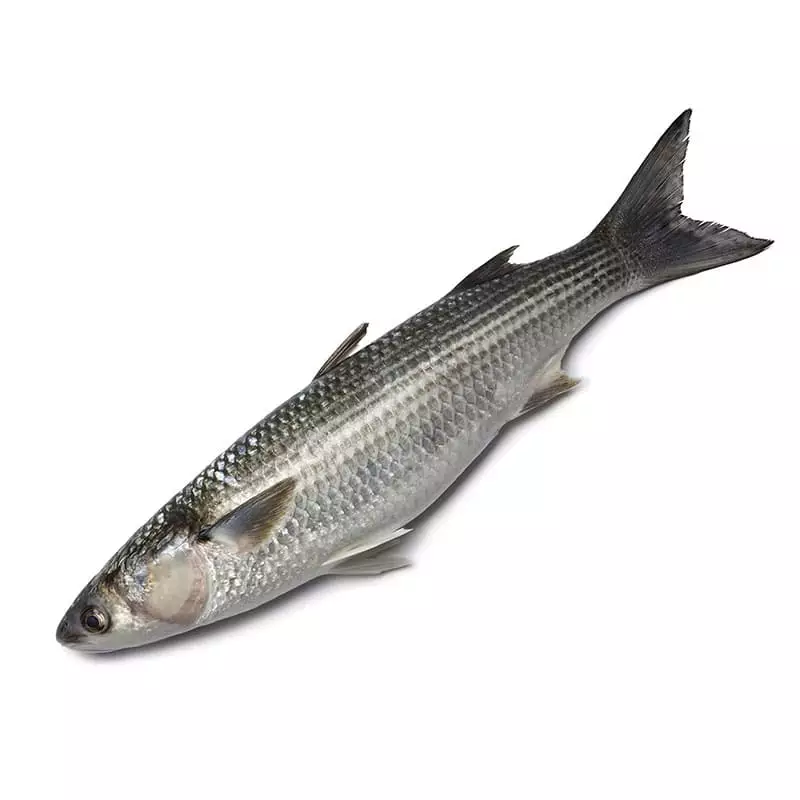 Кефаль охлажденная купить в интернет магазине с доставкой на дом