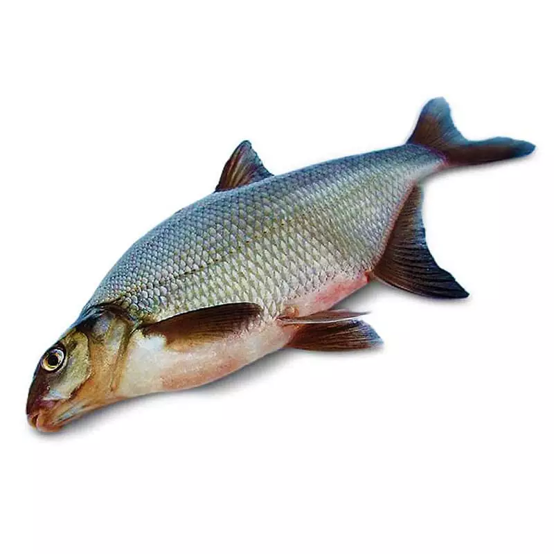 Купить леща охлажденного в интернет-магазине недорого с доставкой на дом