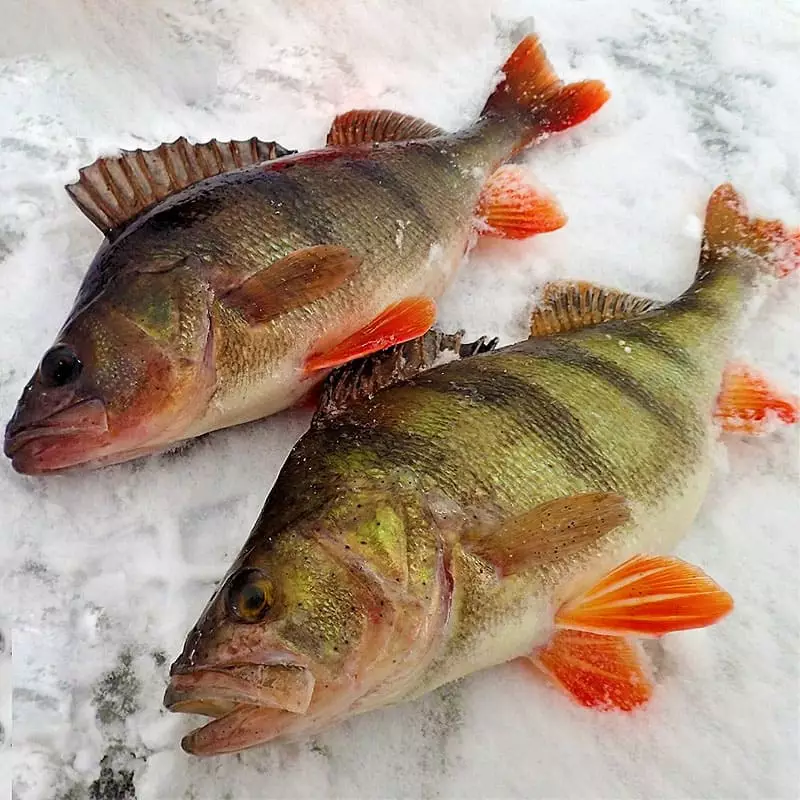 Цены на речного окуня в интернет магазине