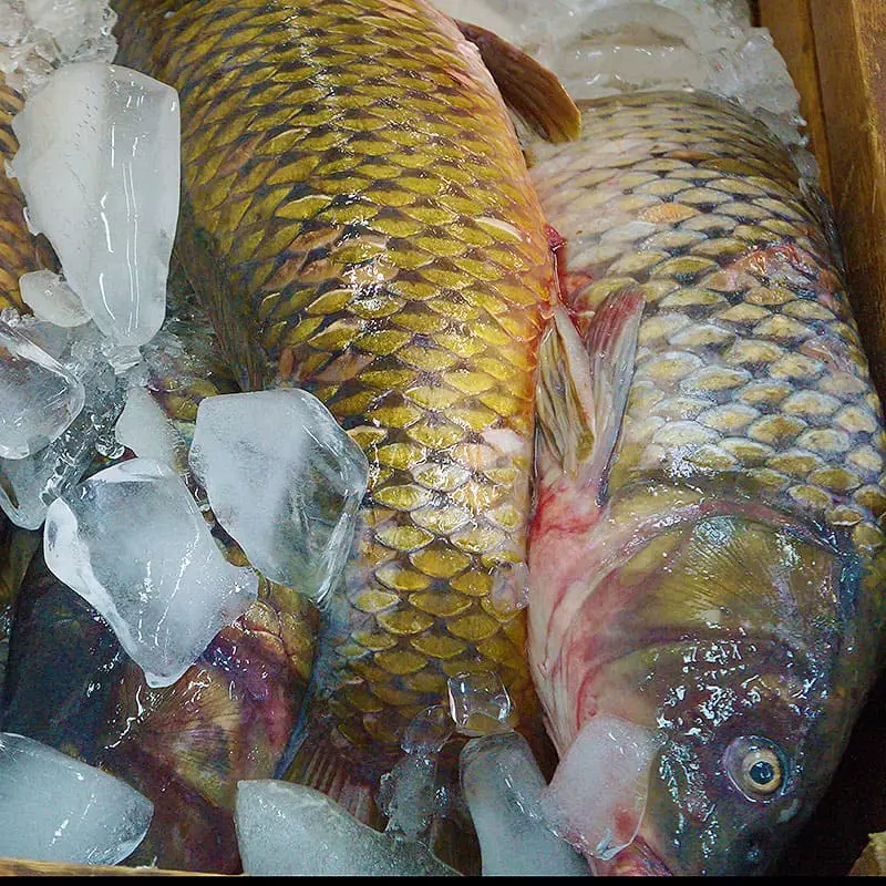 Сазан охлажденный стоимость