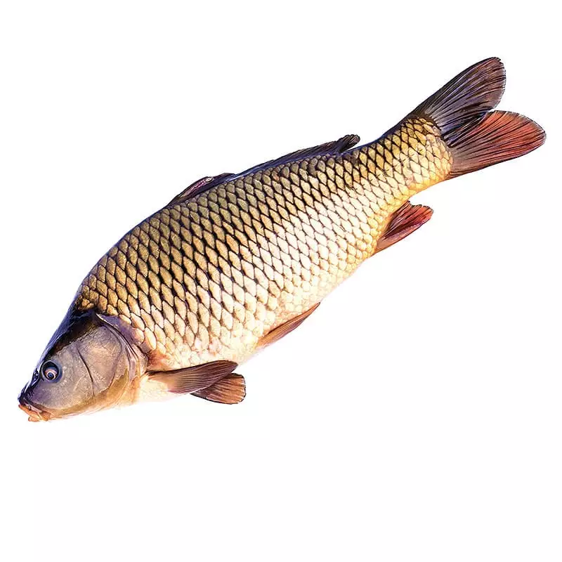 Сазан охлажденный купить с доставкой