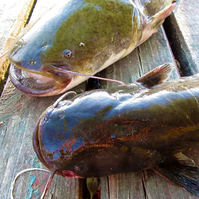 Сом цены охлажденный в интернет магазине с доставкой