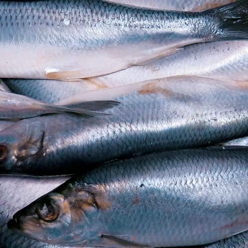 Сельдь атлантическая 500+цена