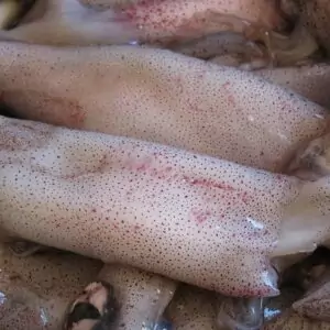 Кальмар свежемороженный цена