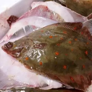 Свежезамороженная камбала с доставкой