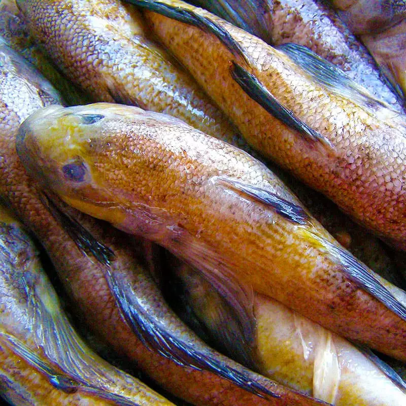 Рыба бычок цена в интернет магазине