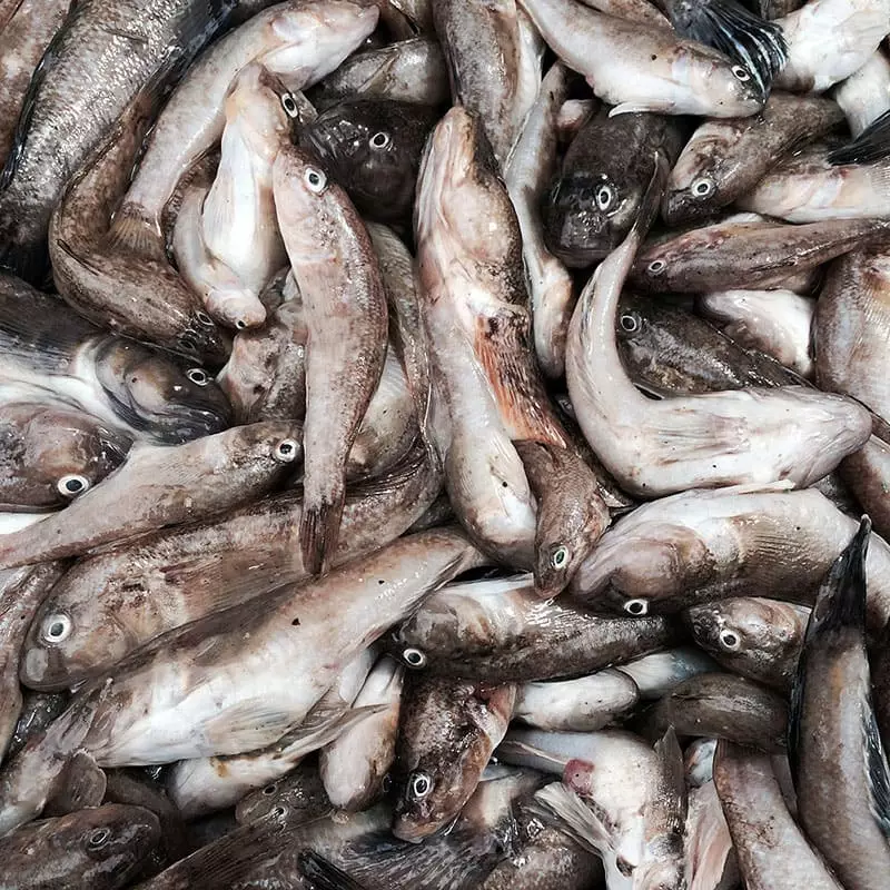 Каспийские бычки